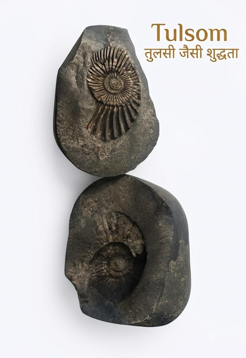 Tulsom Natural Laxmi Narayan Shaligram Shila | Authentic Gandaki River Sacred Stone for Home Pooja & Vastu Dosh Removal