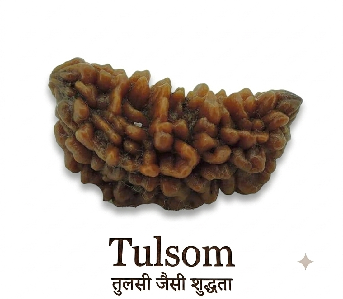 Tulsom Lab-Certified 1 Mukhi Kaju Dana Rudraksha Half-Moon Bead