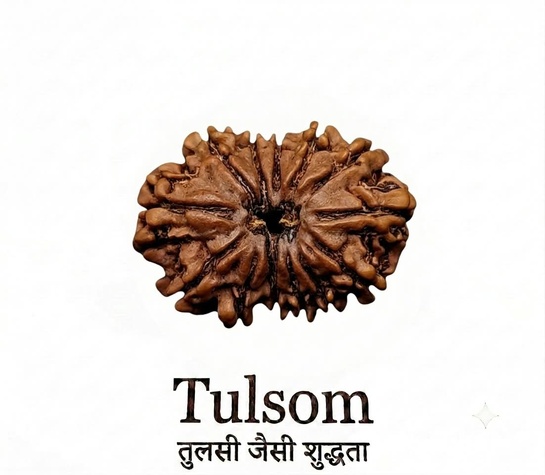 Tulsom Certified Nepali 13-Mukhi Kamadeva Indra Rudraksha for Magnetism