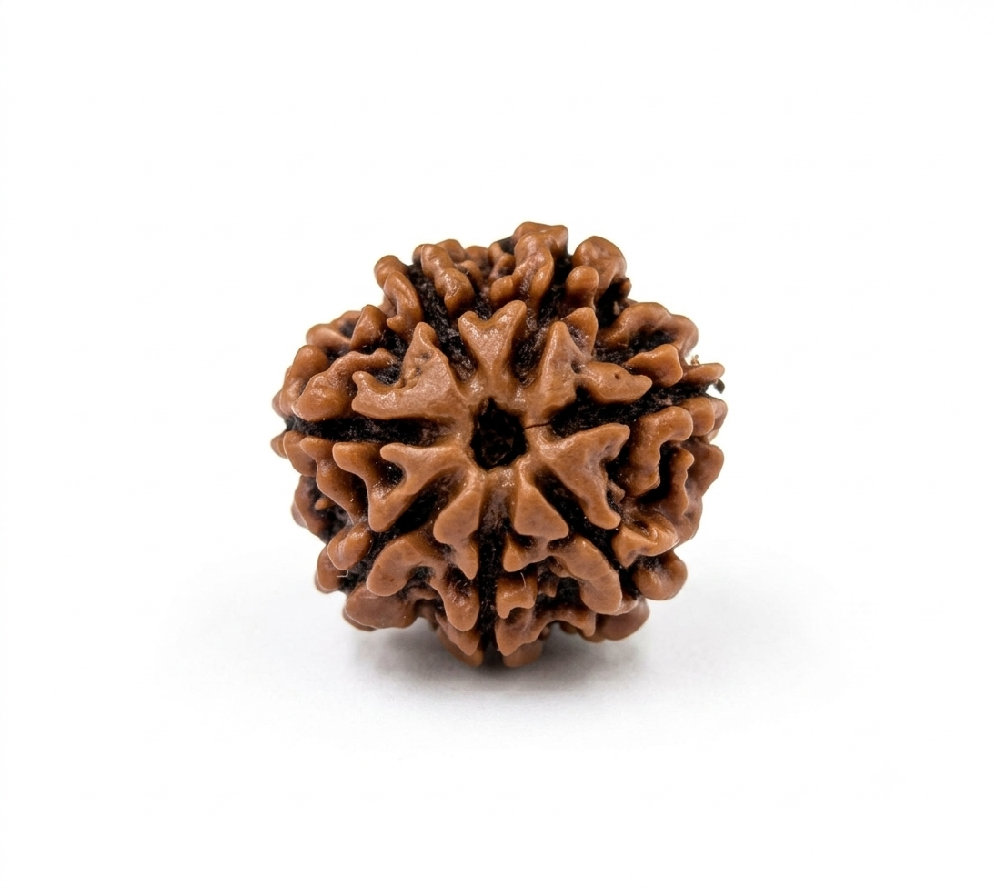 Tulsom Certified 7-Mukhi Mahalakshmi Rudraksha for Wealth & Prosperity